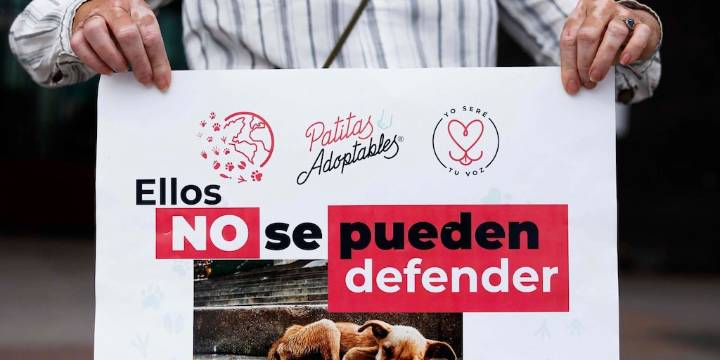 Más de 80 perros y gatos fueron asesinados en Chiapas, Guanajuato y Veracruz: vecinos exigen justicia