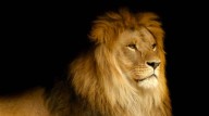 Continúa siendo legal la caza de grandes animales en Áf...