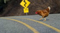 El pollo del mañana