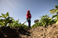 For Mexican Workers, Temporary Farmwork Visas Facilitate Abuse and Exploitation