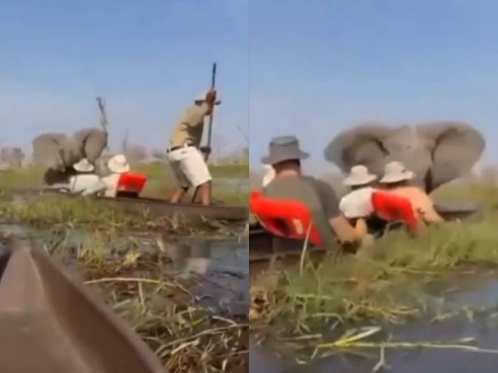 Aterrador VIDEO del ataque de un elefante a turista en Botswana