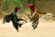Peleas de gallos en San Carlos: Fiscalía formalizó a dos responsables