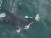 Dead calf still attached to umbilical cord pushed by orca near Vancouver Island