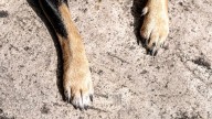 "Es inaceptable y cruel": Investigan matanza y presunta venta de órganos de mascotas en el norte de Chile