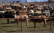EU acusa a México de inacción tras nuevo caso de gusano barrenador a 70 millas de la frontera