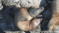 Experts save sea lion in Washington