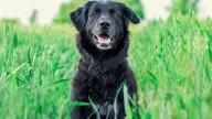 La razón por la que tu perro te olfatea la entrepierna