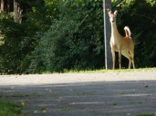 Juvenile passenger killed in southeastern Pennsylvania crash involving deer