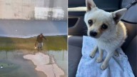 California Puppy Trapped In Canal Struggles Until Rescue Turns His Fate