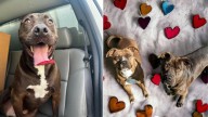 Pup From Virginia Who Spent 473 Days In The Shelter Is Overjoyed After Finally Getting A New Chance