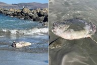 'Weird' 6-Foot-Long Sea Creature Makes Rare Appearance On California Coast