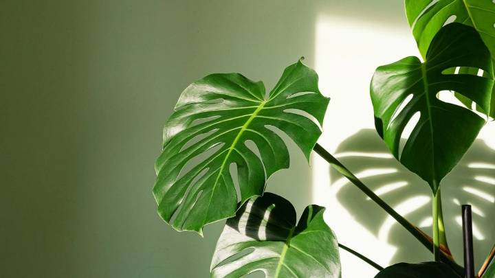 No cometas este error con tu monstera: el truco que salva a tu planta de morir estresada