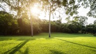 The Fall Grass Variety That Makes A Stunning Lawn Alternative