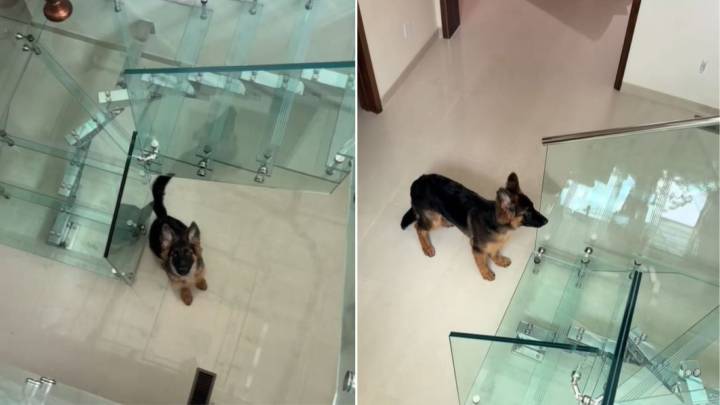 New Jersey Dog Faces Glass Stairs For The First Time And His Hilarious Reaction Shocks His Owner
