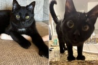 Couple Adopt Kitten, Quickly Realize Something Isn't Quite Right