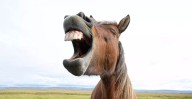 Ask Your Texas Pharmacist What Horse Dewormer Can Do For You!