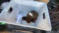 Abandoned South Dakota Puppy Becomes Internet Sensation With His Bunny Ears