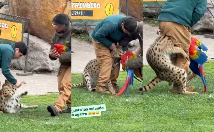 Colegio Médico Veterinario carga contra el Buinzoo por muerte de guacamayo: "Fue un riesgo evitable derivado de un error humano"