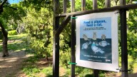'Total rat eradication in New York has been deemed impossible'