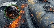 Todas las vidas importan: Rescatan a perrito y paloma con quemaduras tras explosión de pipa en Iztapalapa