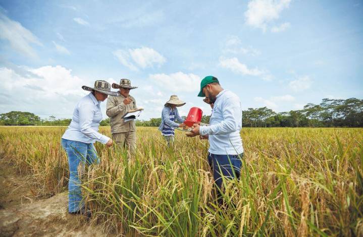 Arroceros del Huila siguen trabajando a pérdidas