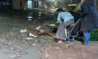 Doble rescate en Quilmes: Proteccionistas salvan a caballo y un carpincho en Solano