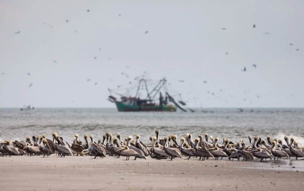 No se produjo una explҩsión anual de agua fría del Pacífico, lo que alarma a los científicos