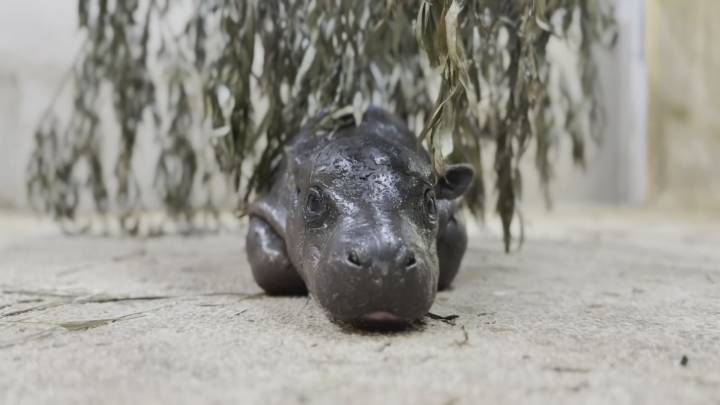Tahlequah native helps care for viral baby hippo Mars at Kansas wildlife park