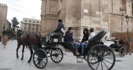 Bienestar Animal hará una revisión extraordinaria a los dos caballos desplomados en Palma
