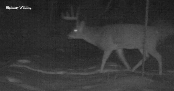 Montana #2 in the nation for the risk of a vehicle collision with an animal