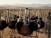 Ostrich and emu ancestor could fly, scientists discover