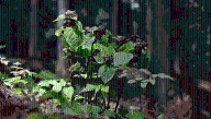 For The First Time, We’ve Found A Plant That Mimics Ants As A Way To Lure In Pollinators