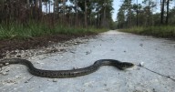 Fun facts about the legless eastern glass lizard found in SC
