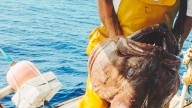 Unos pescadores de Formentera capturan un ejemplar colosal de 49 kilos y no dan crédito: "Puede tener 50 o 60 años"