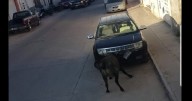 Toros sueltos en San Felipe, Guanajuato causan daños y pánico (VIDEO)