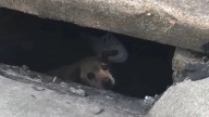 Missouri Rescuer Climbs Into Sewer To Save Terrified Senior Dog And Reunites Him With His Family