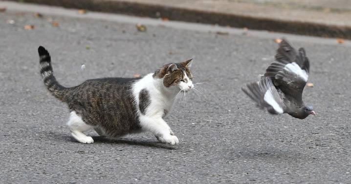 Larry the Cat gets 'more attention' from world leaders than everyone else at No 10