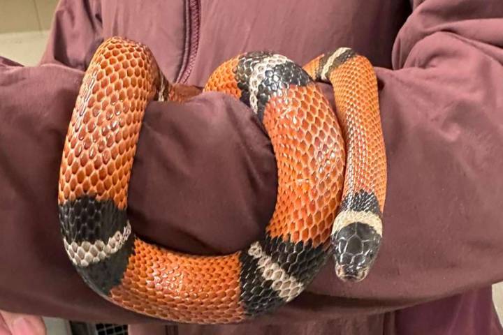 Alaska Shelter Finds Stray Snake Home One Hour After Putting Reptile Up for Adoption