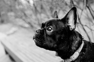 Tenencia responsable de animales en Chile: los pendientes de una política pública