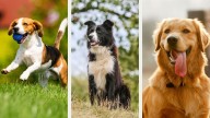 Test de personalidad: elige un perro y descubre como es tu personalidad