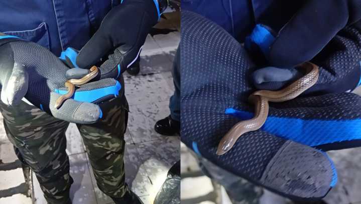 ¿Alguien olvido su serpiente? Rescatan 'víbora de agua' en Metro Buenavista, CdMx