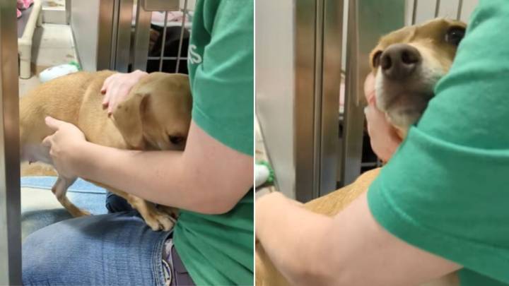 Volunteer In Texas Enters The Kennel Of A Terrified Chihuahua And Finds A Surprise Waiting