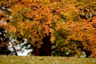 City of Syracuse is hosting free workshops on trees, smart transportation and energy use