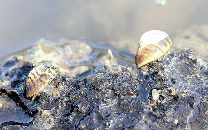 North Dakota Game and Fish Department confirms adult zebra mussels in Smishek Lake