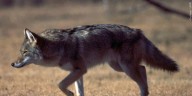 Midlands deputy potentially exposed to rabid coyote