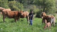 Los ganaderos ven la luz, con la carne en precios máximos: « Estanse facendo cartos»