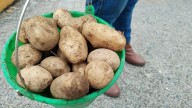 Mariano Escobedo y su riqueza en el campo; municipio cultiva más de 700 hectáreas de papa