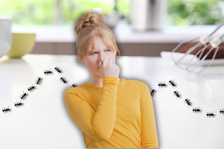 Did You Know This Common Household Pest Has a Signature Scent