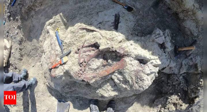 New dinosaur species ‘Megaraptoran’ discovered in Argentina with ancient crocodile bone in its jaws