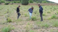 Se buscan cepas singulares y autóctonas para recuperar el viñedo en Teruel